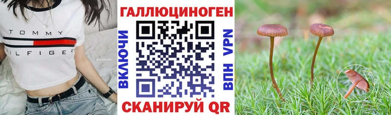 Купить где  Горячий Ключ  Галлюциногенные грибы GOLDEN TEACHER 